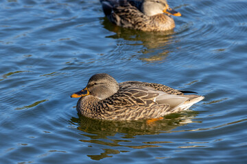 Female Mallard Duck on Pond