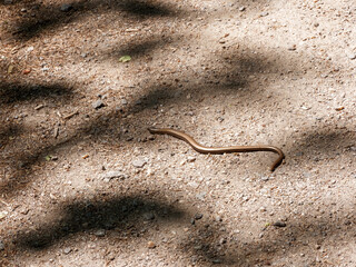 (Anguis fragilis) Orvet fragile ou orvet commun aux écailles couleur marron clair à cuivré se déplaçant comme un serpent à l'ombre d'un sentier en Forêt-Noire (Allemagne)