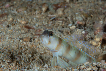 Masui's Shrimpgoby Amblyeleotris masuii