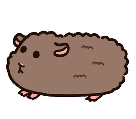 かわいいテディのモルモット