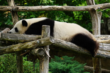 giant panda bear taking a nap