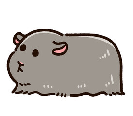 かわいい長毛のモルモット