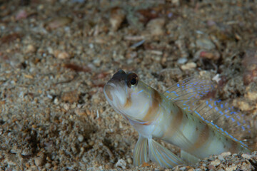 Masui's Shrimpgoby Amblyeleotris masuii