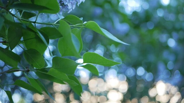 Lilac in a spring park - a branch of lilac in the rays of the setting sun. Spring mood.