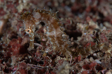 Thorny Seahorse Hippocampus histrix