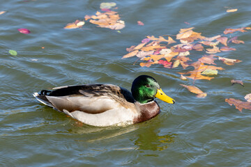 Obraz premium Male Mallard Duck on Pond