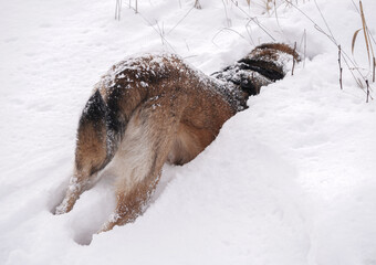 Fototapeta na wymiar Funny mixed breed dog digging in a deep snow.