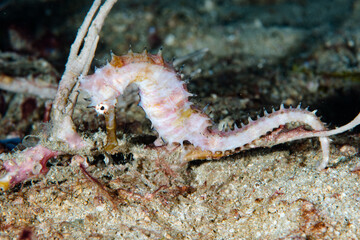Obraz na płótnie Canvas Thorny Seahorse Hippocampus histrix