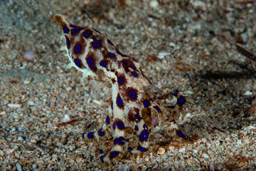 Blue-ringed octopus Hapalochlaena lunulata