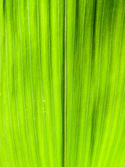 Close up detail of green corn leaf with vertical vein pattern, healthy agricultural plant, organic farming