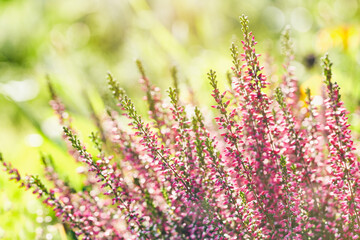 Obraz premium Heather flowers. Bright natural yellow-green background.