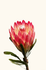Fototapeta premium Close-up of a protea flower isolated on white background