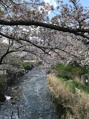 五条川の岩倉桜まつり