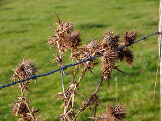dry grass in the wind