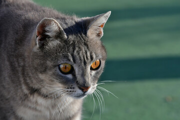 Portrait of a tabby cat.