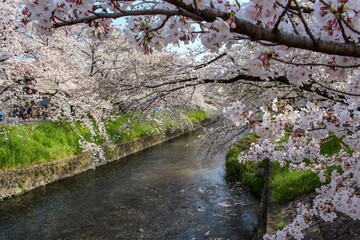 五条川の岩倉桜まつり