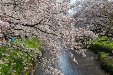 五条川の岩倉桜まつり