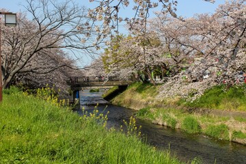 五条川の岩倉桜まつり