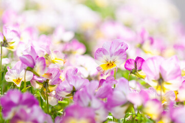 陽だまりのビオラ