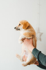 Adorable puppy Welsh Corgi Pembroke posing in the hands of the owner.