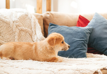 Cute puppy of welsh corgi pembroke breed, lying on white cover on the sofa.