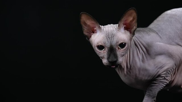 Side view of a naked canadian sphinx on a black background indoors. Close up of the muzzle of a cat that licks its lips and looks at the camera. Slow motion.