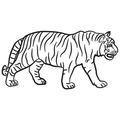 Obraz na płótnie Canvas walking tiger