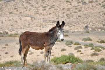 A donkey in the barren landscape of Lanzarote, Spain.