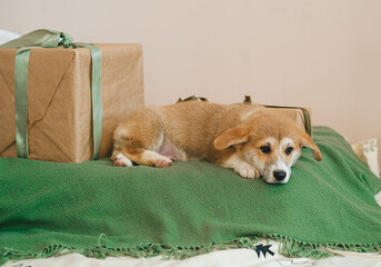Puppy is lying on green plaid and gifts boxes.