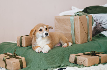 Puppy is lying on the bed with green plaid and gifts boxes.