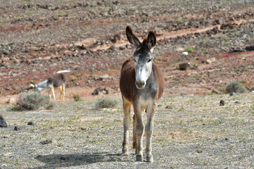 Naklejka na ściany i meble A donkey in the barren landscape of Lanzarote, Spain.