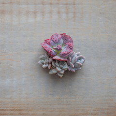 Rare succulent echeveria flowers composition on vintage wooden board background, top view