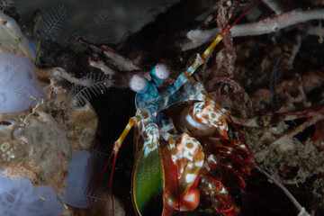 Smashing Mantis Odontactylus scyllarus