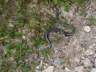 (Anguis fragilis) Orvet fragile ou orvet commun, écailles grise nourâtre, dos à grandes bandes sombres et reflets bleutés, se déplaçant à l'ombre d'un sentier humide en Forêt-Noire (Allemagne)