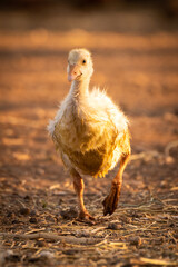 Gosling walking towards camera lifting left foot