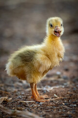 Gosling stands on ground with open mouth
