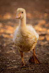 Gosling walking towards camera in golden light
