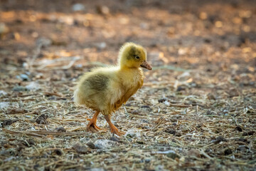 Gosling walks around messy ground in shade