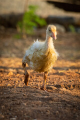 Gosling walks around pen lifting right foot