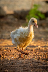 Gosling walks in sunshine lifting right foot