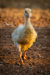 Gosling walks towards camera in golden light