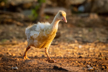 Gosling walks over stony ground at sunset