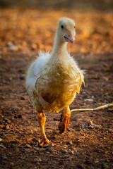 Gosling walks towards camera lifting left foot