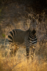 Hartmann mountain zebra stands in thick undergrowth