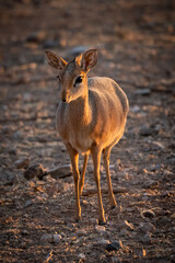 Kirk dik-dik stands in golden dawn light