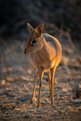 Kirk dik-dik stands on scrub turning head