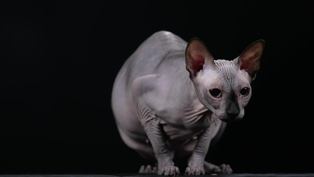 A gray Canadian sphinx eats food that has been scattered. Pet in the studio on a black background. Dear favorite for your advertising about products for animals. Slow motion. Close up.