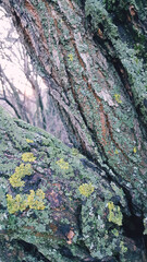 moss covered tree