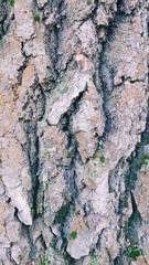 bark of a tree, 
bark texture