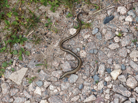 (Anguis fragilis) Orvet fragile ou orvet commun aux &eacute;cailles couleur marron clair &agrave; cuivr&eacute; se d&eacute;pla&ccedil;ant comme un serpent &agrave; l'ombre d'un sentier en For&ecirc;t-Noire (Allemagne)